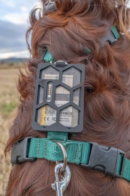 Tracker node mounted on a dog collar