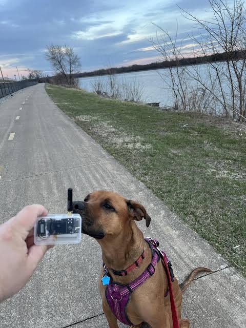 Handheld mesh node carried on a forest trail beside a dog